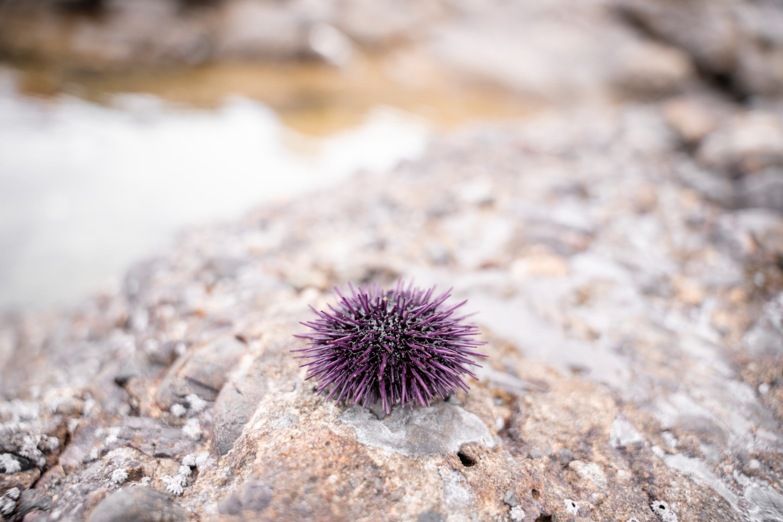 A purple sea urchin is resting on top of a rock out of the water of Point Lobos, North of California. United States
